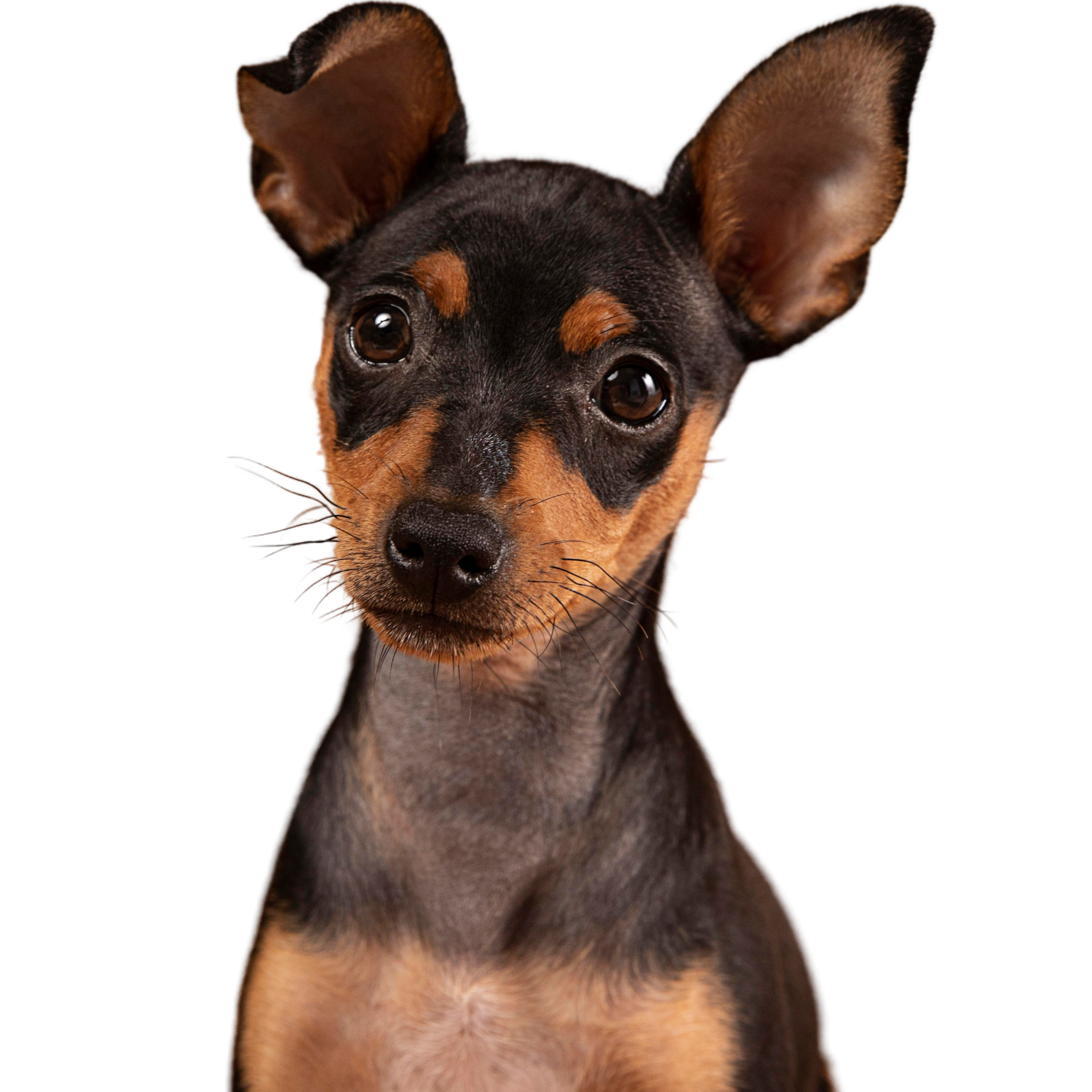 Illustration de chien